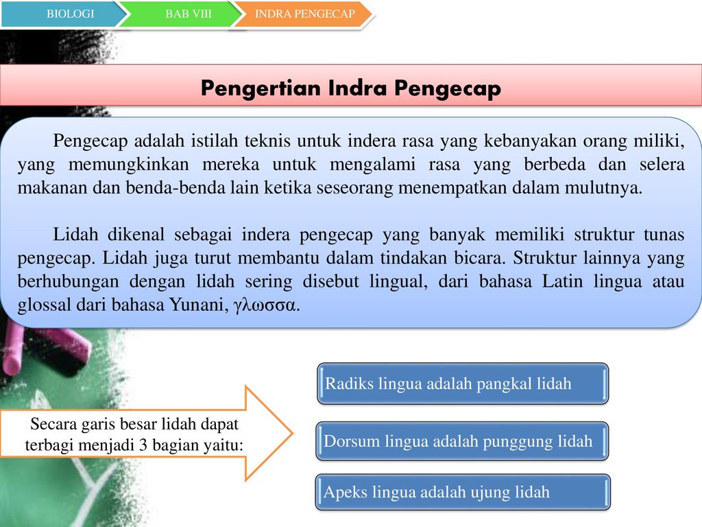 Mekanisme kerja indera 2025 pengecap